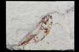 Cretaceous Fossil Fish (Armigatus) - Lebanon #70031-1